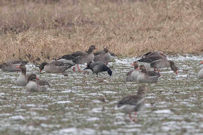 Bernache cravant à ventre sombre  - Christoph Winter