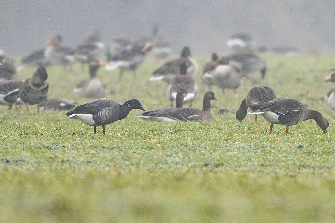 Bernache cravant à ventre sombre  - Christoph Winter
