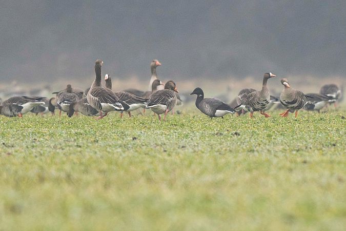 Bernache cravant à ventre sombre  - Christoph Winter