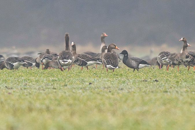 Bernache cravant à ventre sombre  - Christoph Winter
