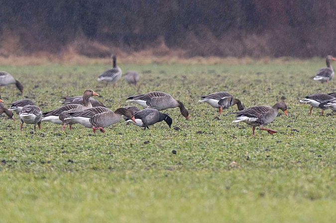 Bernache cravant à ventre sombre  - Christoph Winter