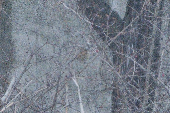 Oiseau indéterminé  - Paul Wolf