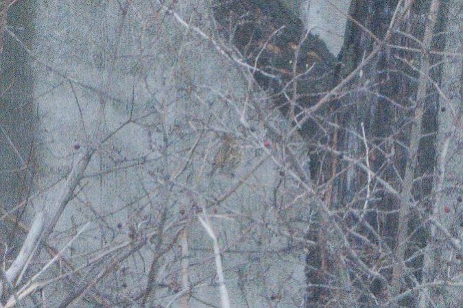 Oiseau indéterminé  - Paul Wolf