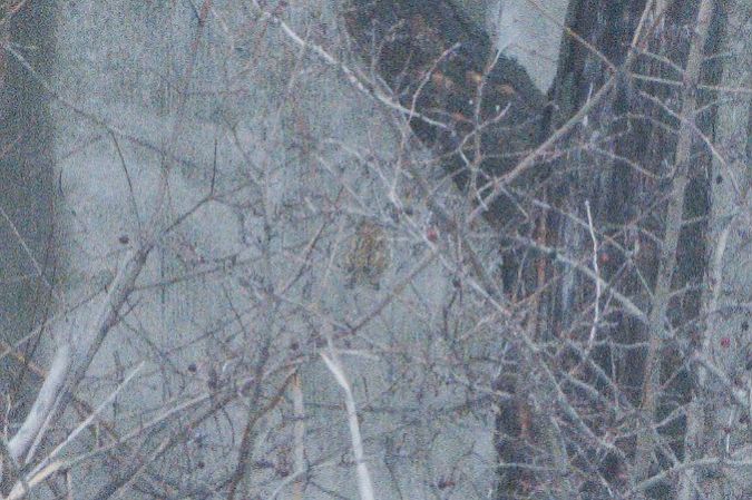 Oiseau indéterminé  - Paul Wolf