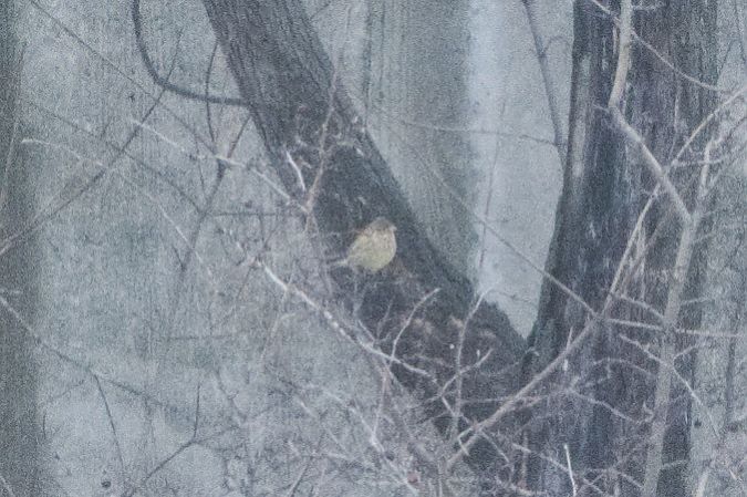 Oiseau indéterminé  - Paul Wolf