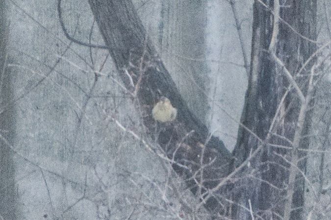 Oiseau indéterminé  - Paul Wolf