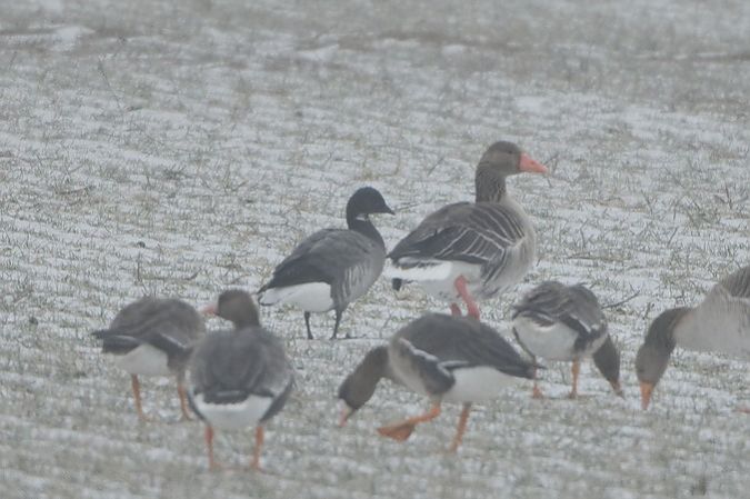 Bernache cravant à ventre sombre  - Paul Wolf