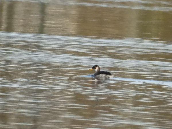 Grèbe jougris  - Bernd Tobler