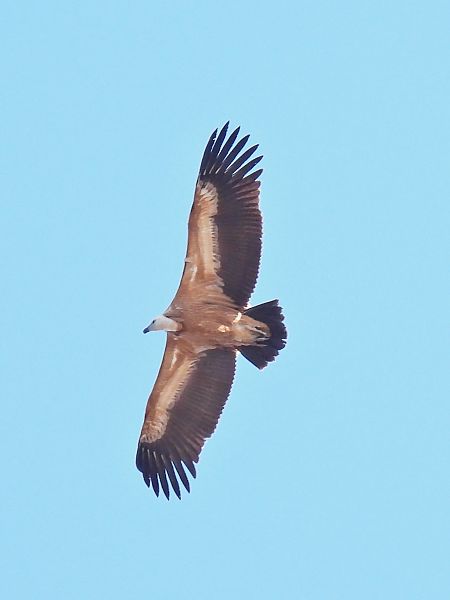 Vautour fauve  - Birgit Krisch