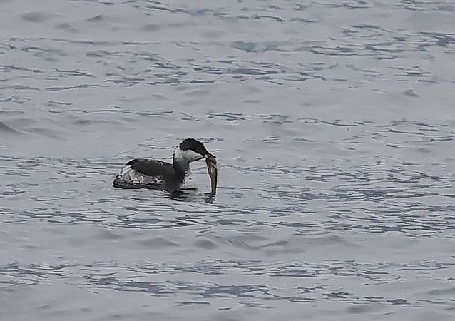 Grèbe esclavon  - Ilse Gerlach