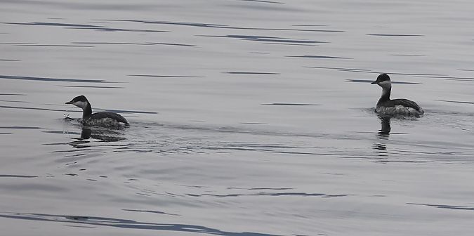 Grèbe esclavon  - Ilse Gerlach