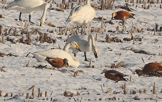 Cygne chanteur  - Ilse Gerlach