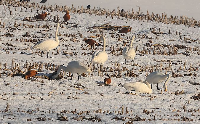 Cygne chanteur  - Ilse Gerlach