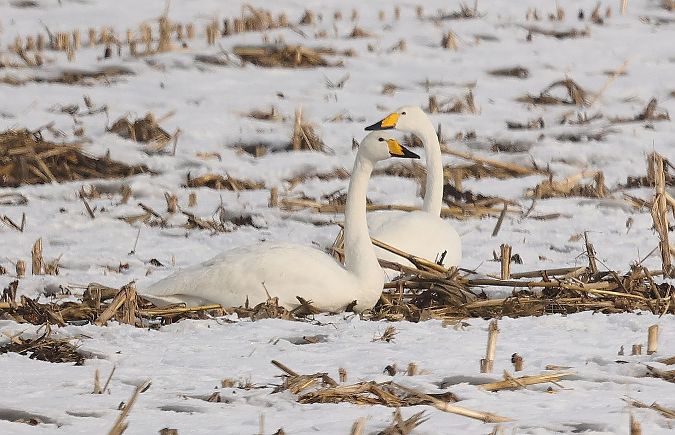 Cygne chanteur  - Ilse Gerlach