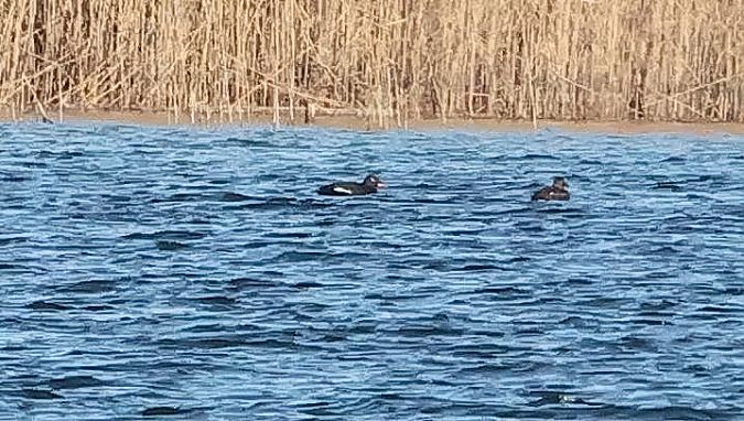 Macreuse brune  - Ilse Gerlach