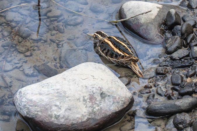 Bécassine sourde  - Klaus Kastl