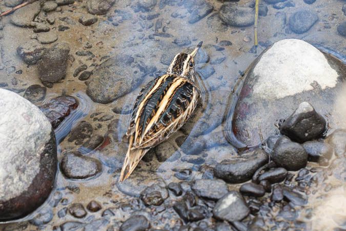 Zwergschnepfe  - Klaus Kastl