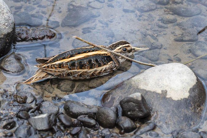 Bécassine sourde  - Klaus Kastl