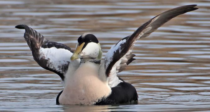 Eider à duvet  - Kaspar Mettler