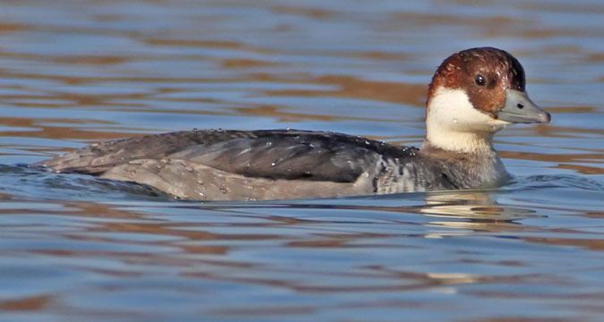 Harle piette  - Kaspar Mettler