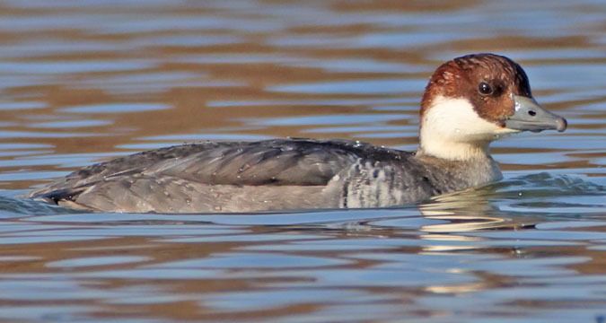 Smew  - Kaspar Mettler