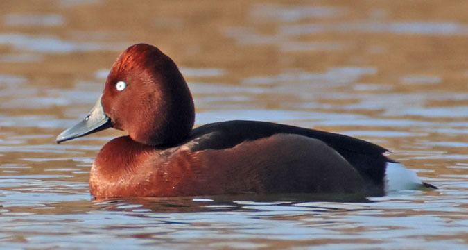 Fuligule nyroca  - Kaspar Mettler