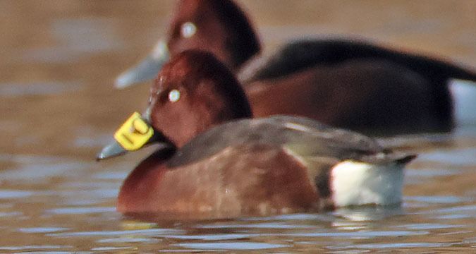 Fuligule nyroca  - Kaspar Mettler