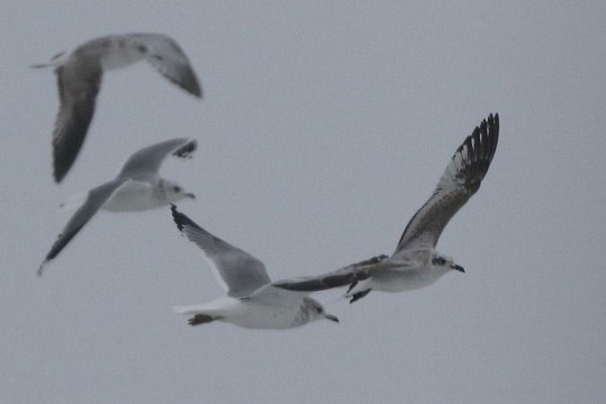 Mouette mélanocéphale  - Jakob Vratny