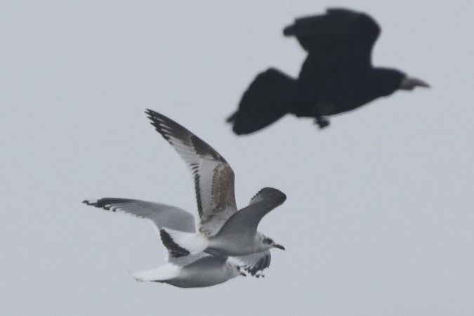 Mouette mélanocéphale  - Jakob Vratny