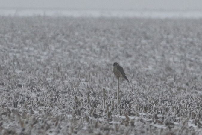 Faucon émerillon  - Jakob Vratny