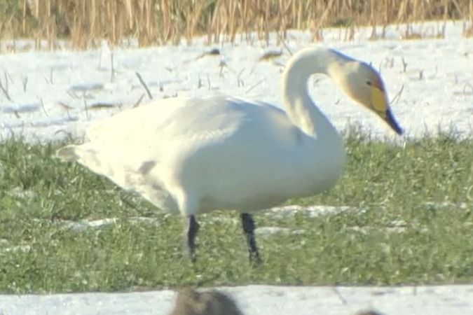 Cygne chanteur  - Jakob Vratny