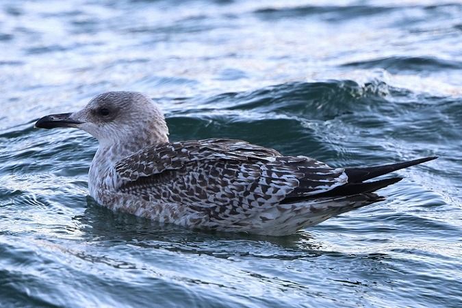 Goéland argenté  - Jakob Vratny