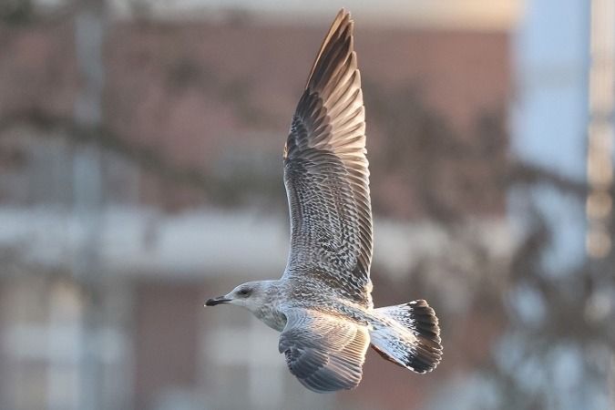 Goéland argenté  - Jakob Vratny