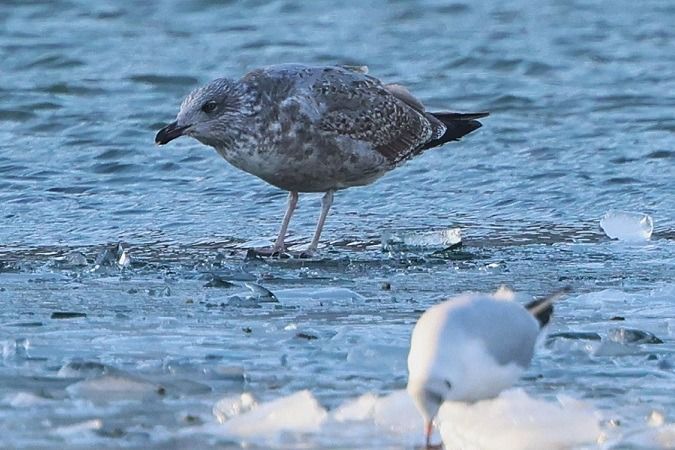 Goéland argenté  - Jakob Vratny
