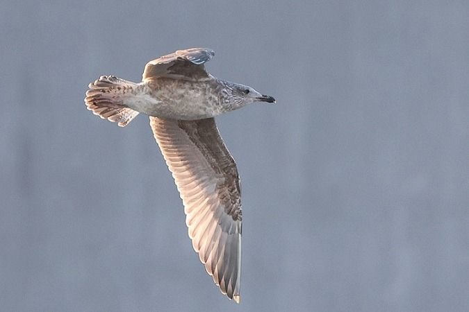 Goéland argenté  - Jakob Vratny