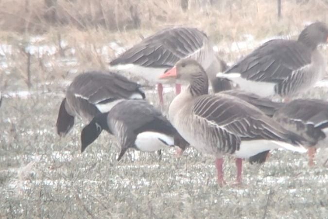 Bernache cravant à ventre sombre  - Jakob Vratny