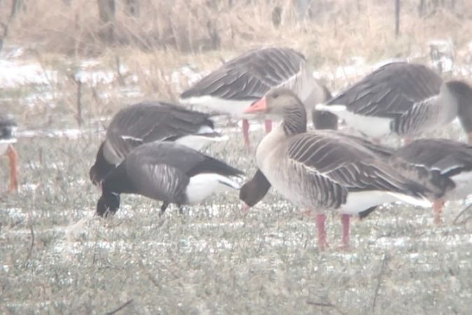 Bernache cravant à ventre sombre  - Jakob Vratny