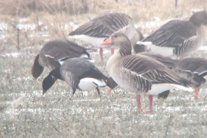 Bernache cravant à ventre sombre  - Jakob Vratny