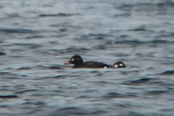 Macreuse brune  - Jakob Vratny