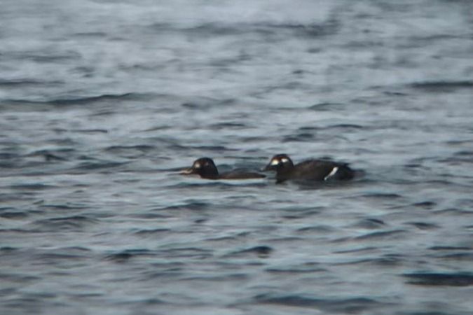 Macreuse brune  - Jakob Vratny