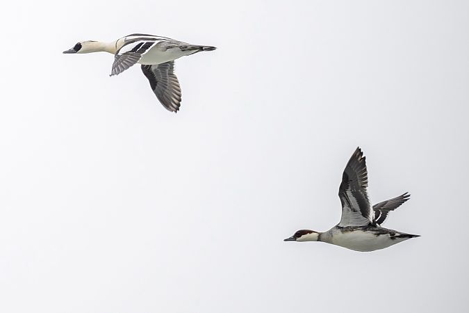 Harle piette  - Stephan Trösch