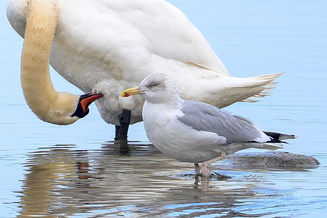 Goéland argenté  - Stephan Trösch