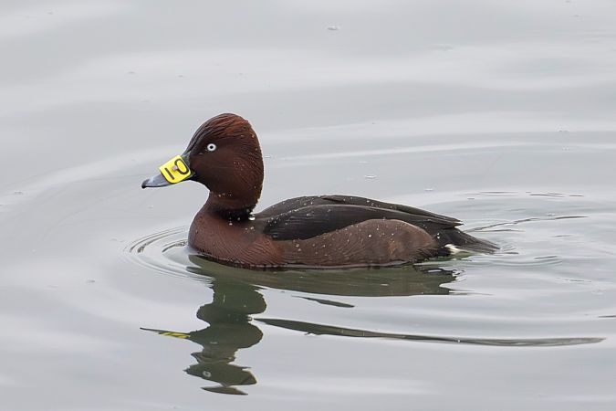 Fuligule nyroca  - Stephan Trösch