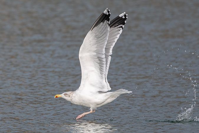 Goéland argenté  - Stephan Trösch