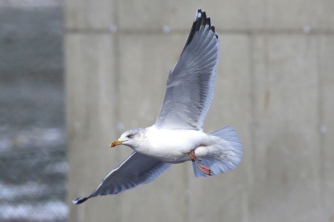 Goéland argenté  - Patrick Mösinger