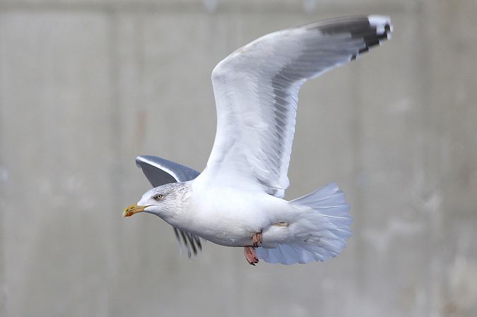 Goéland argenté  - Patrick Mösinger