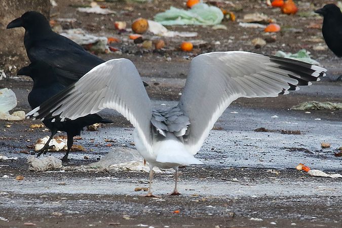 Goéland argenté  - Patrick Mösinger