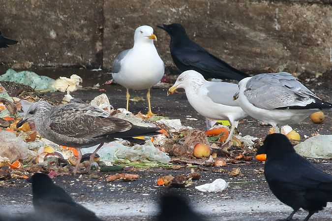 Goéland argenté  - Patrick Mösinger