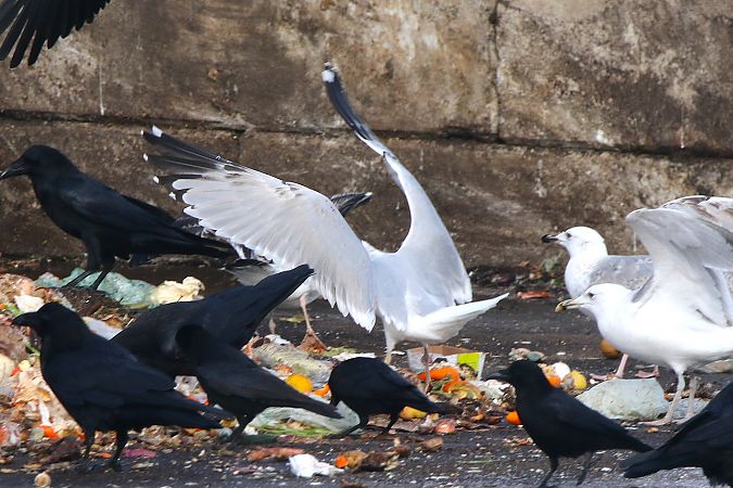 Goéland argenté  - Patrick Mösinger