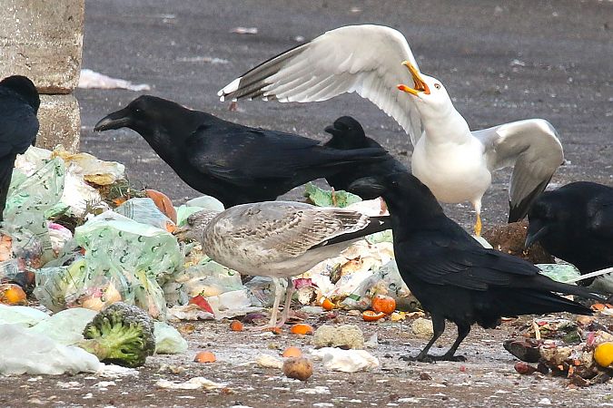 Goéland argenté  - Patrick Mösinger